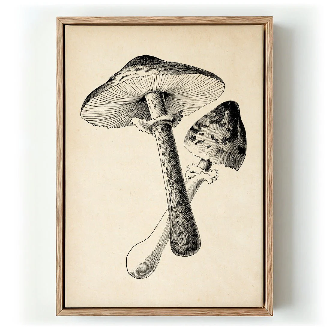 Antique Mushroom