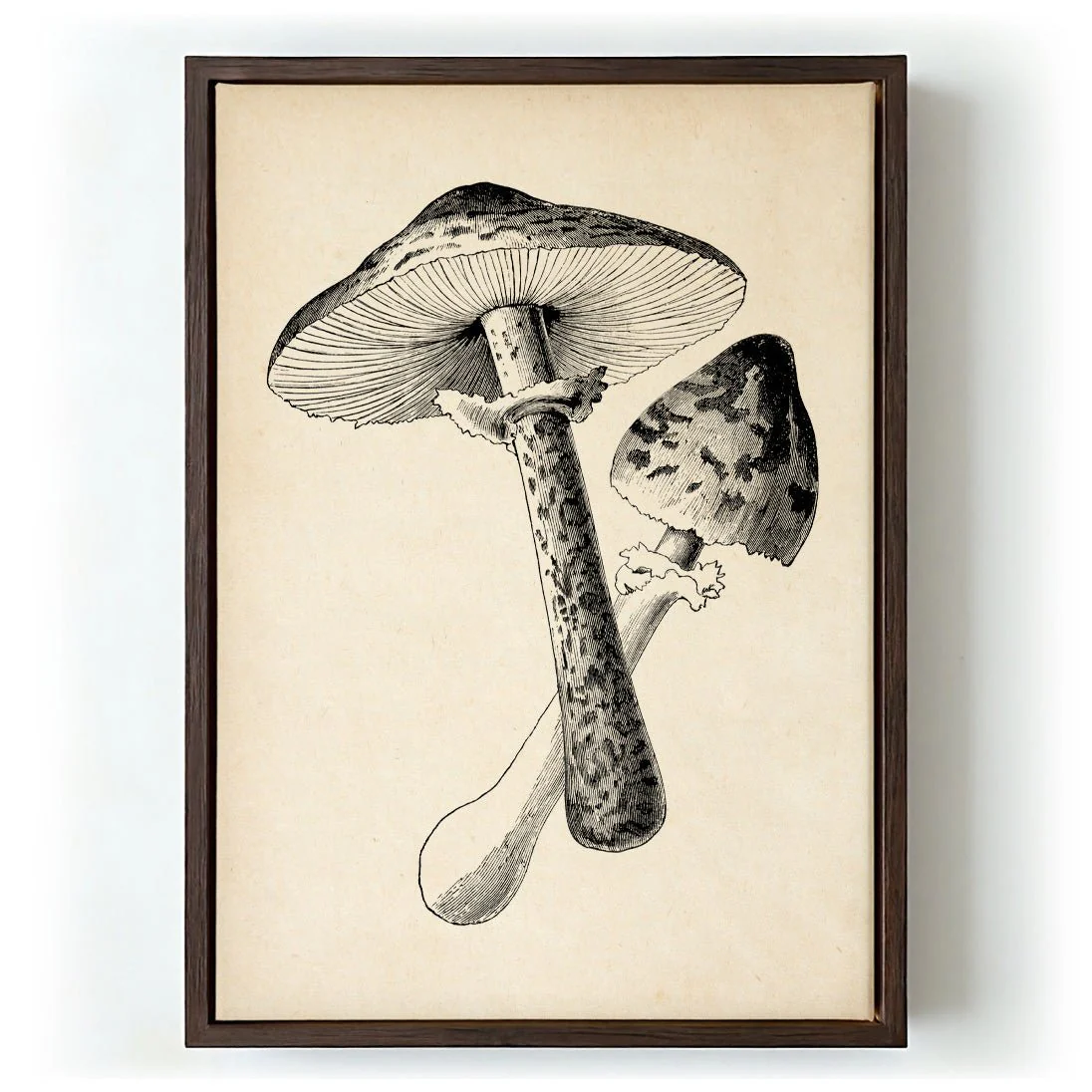 Antique Mushroom - Image 5