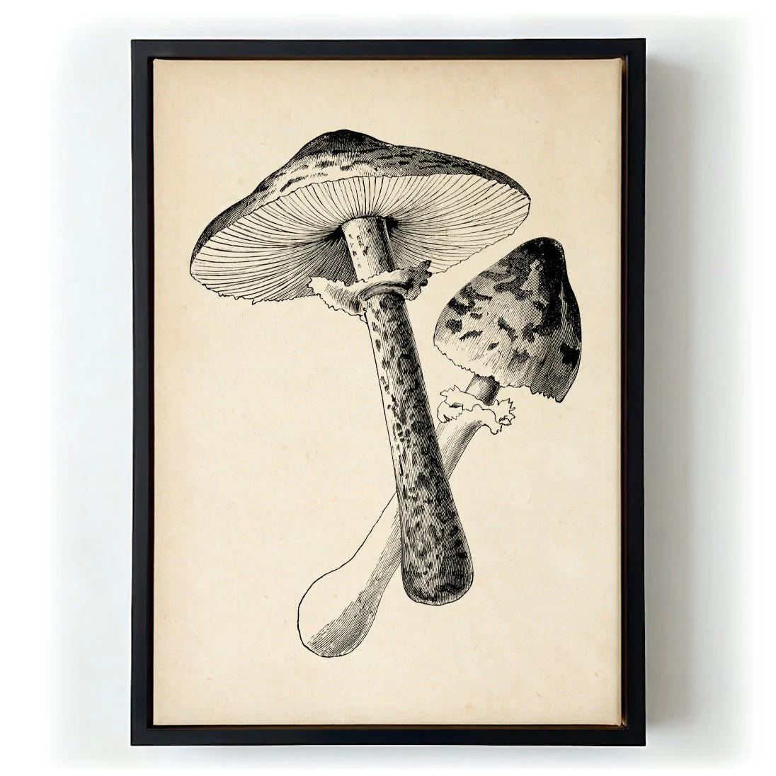 Antique Mushroom - Image 6
