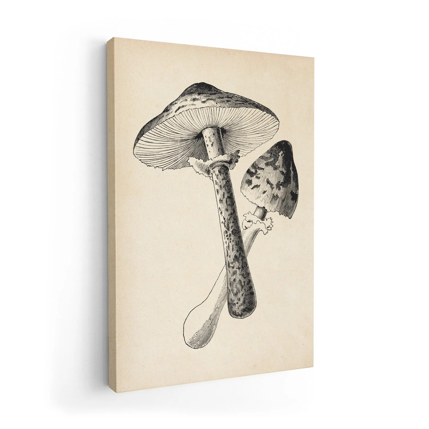 Antique Mushroom - Image 7