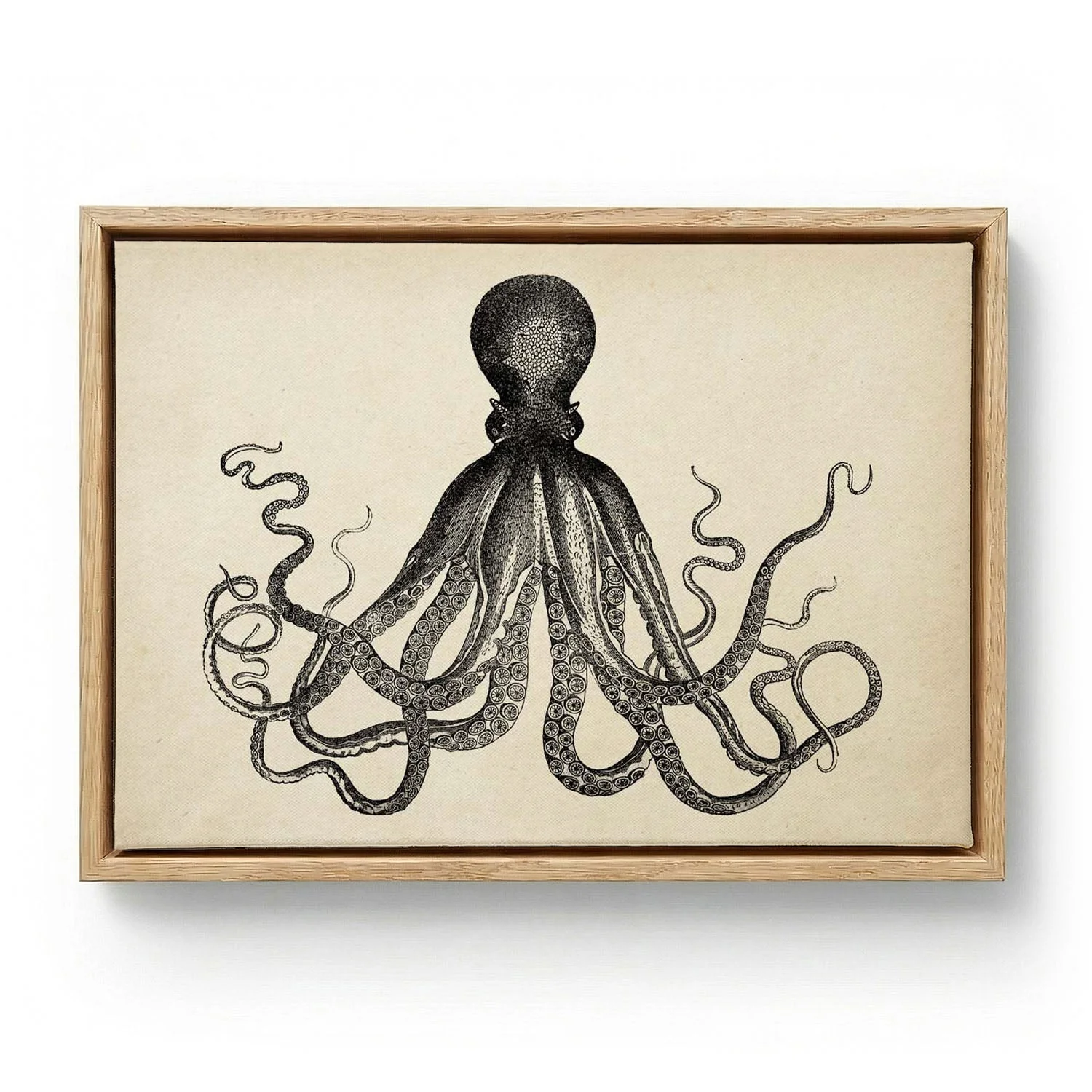 Antique Octopus IV