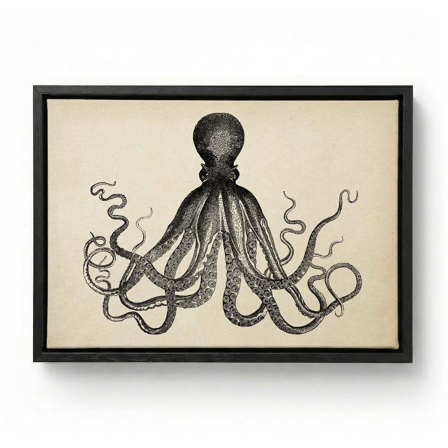 Antique Octopus IV - Image 5