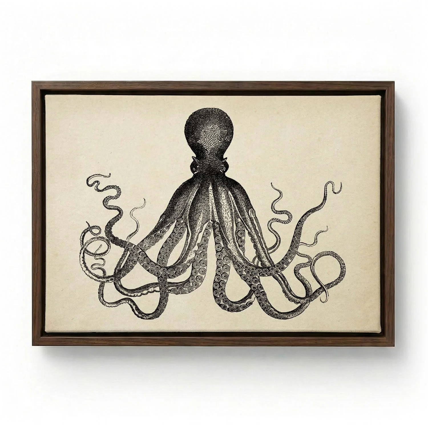 Antique Octopus IV - Image 6