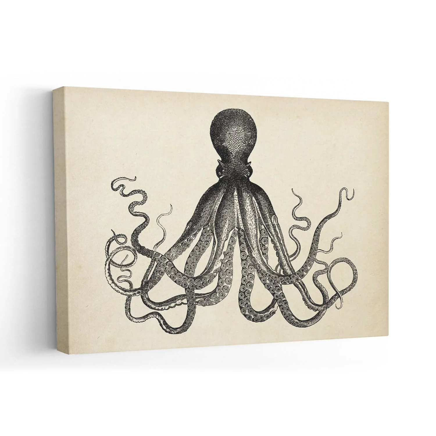 Antique Octopus IV - Image 7