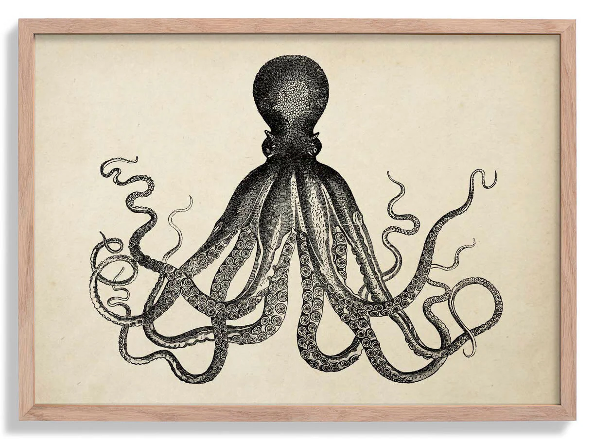 Antique Octopus IV