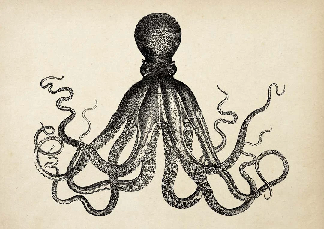 Antique Octopus IV - Image 6