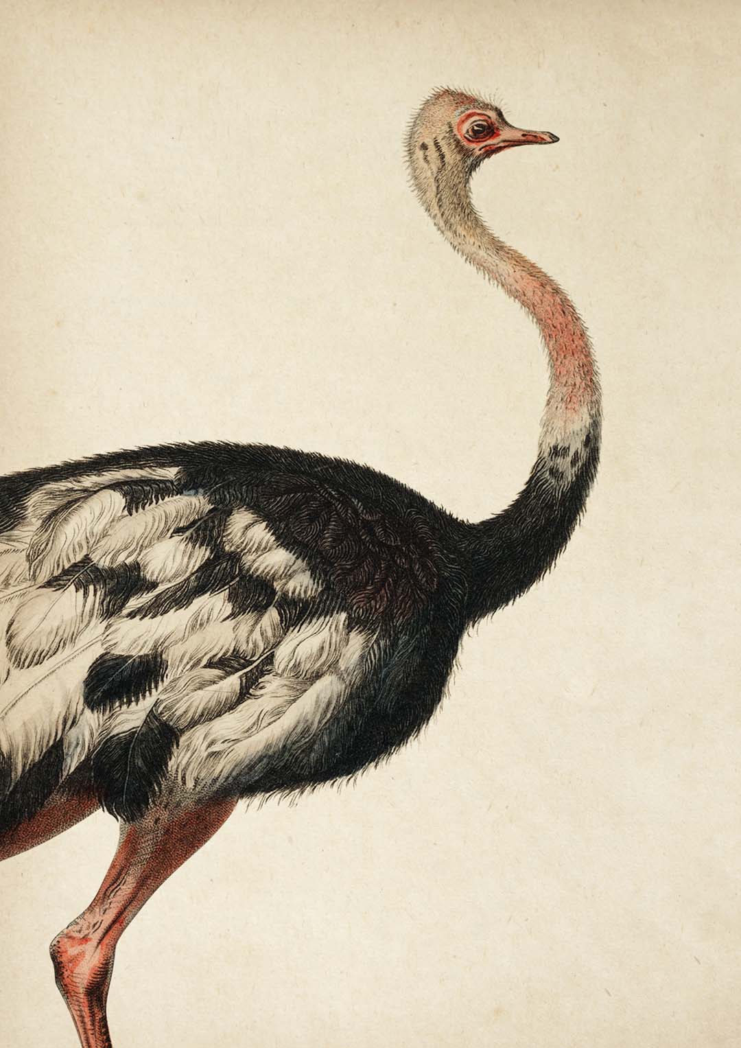 Antique Ostrich I - Image 8