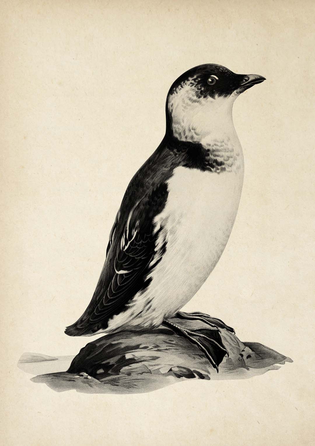 Antique Penguin - Image 8