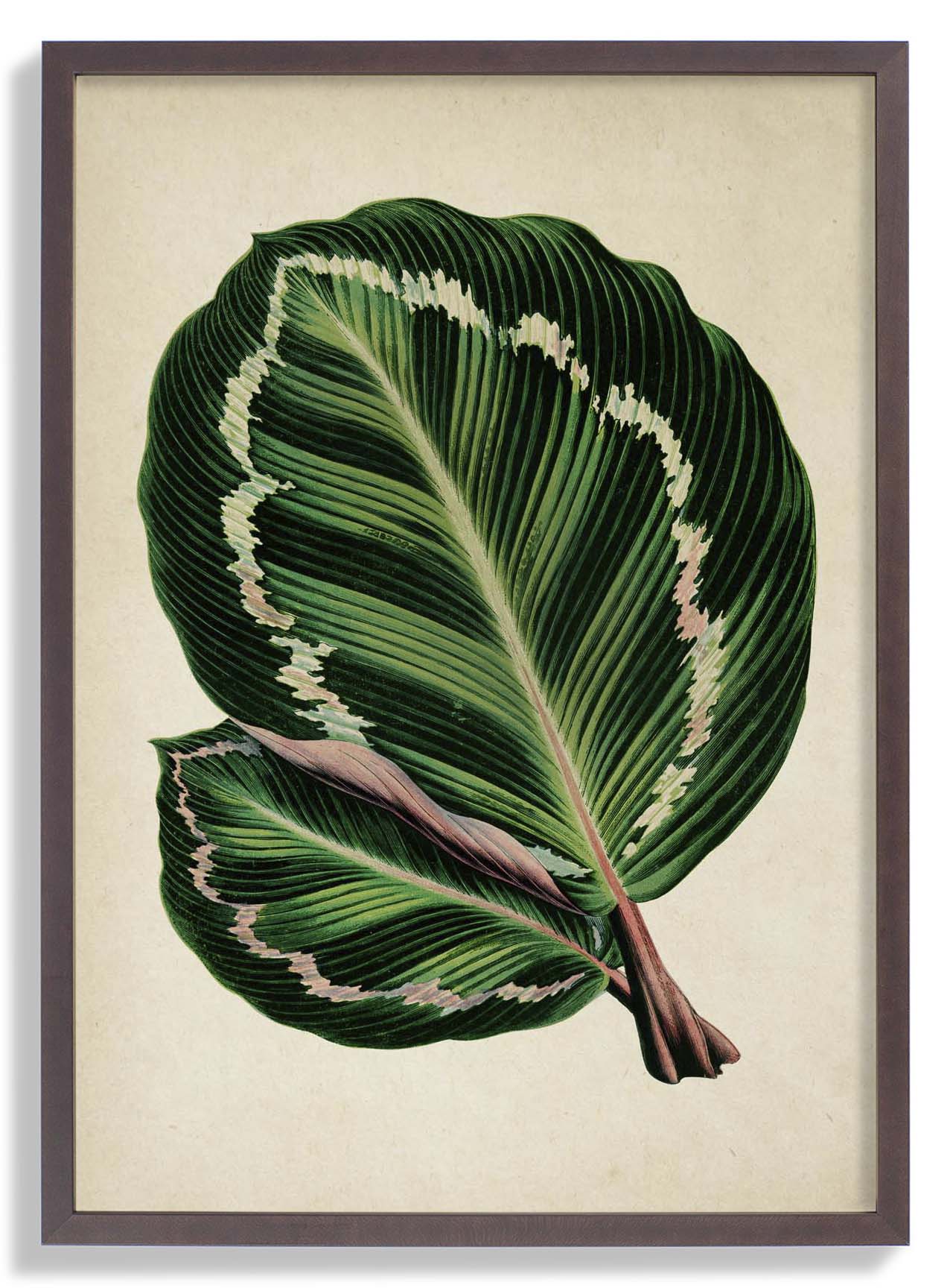 Antique Leaf I - Image 7