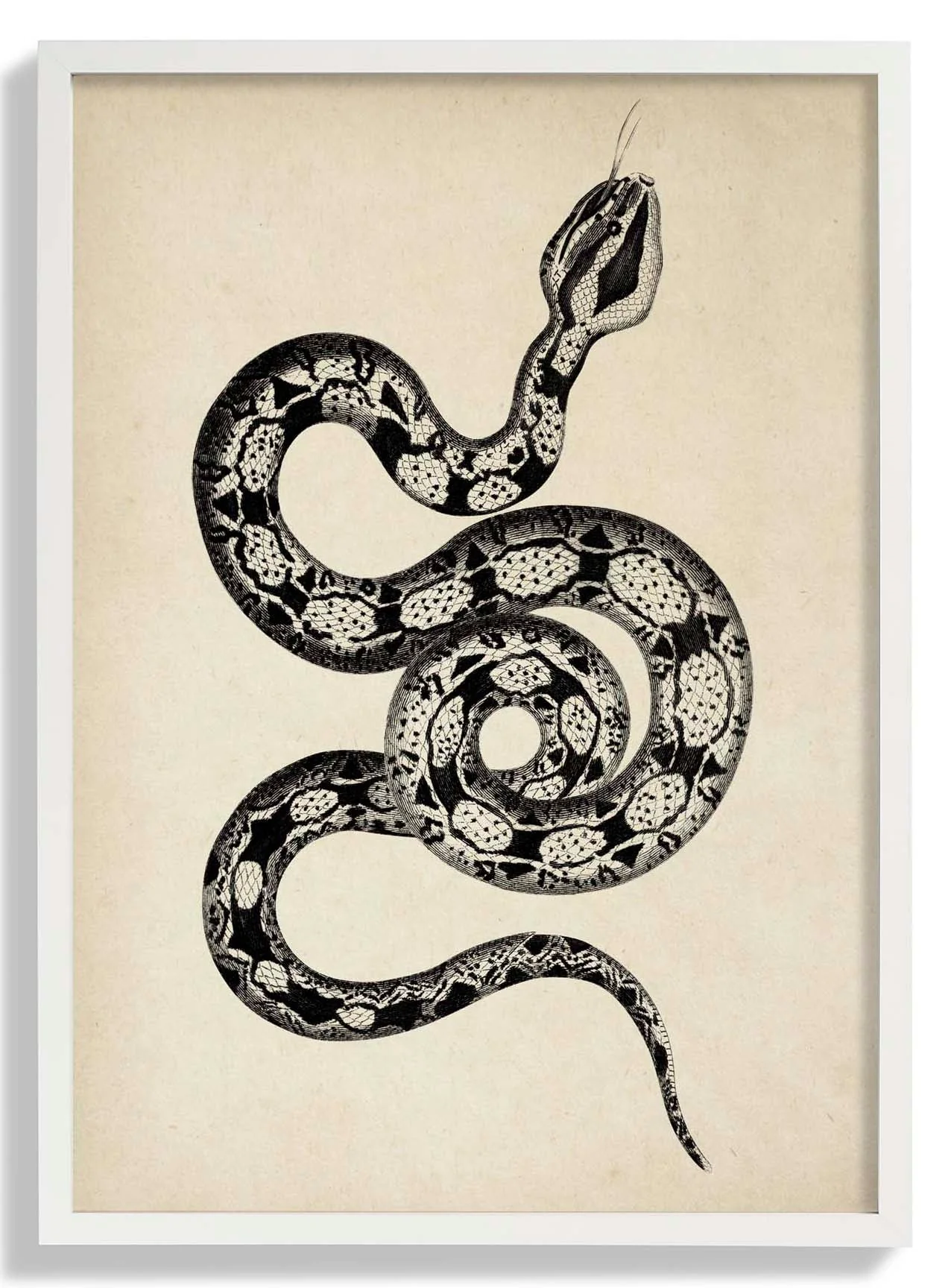 Antique Snake - Image 5