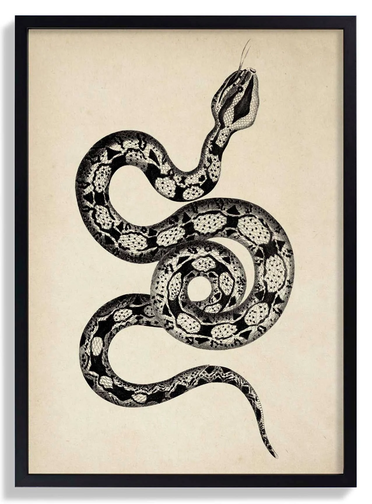 Antique Snake - Image 6