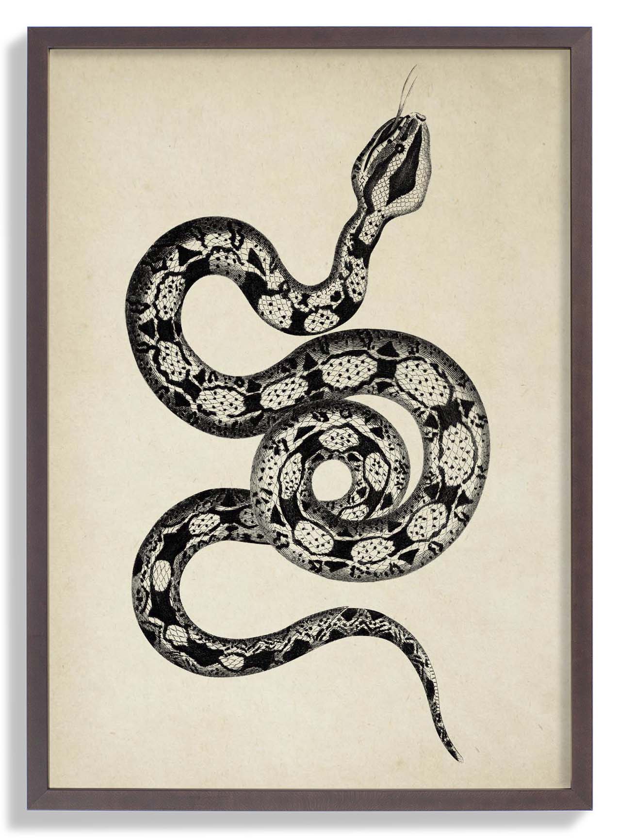 Antique Snake - Image 7