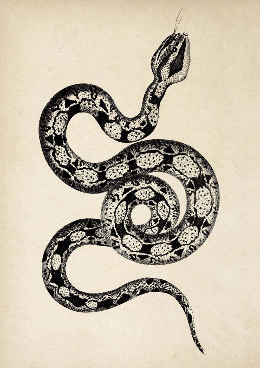 Antique Snake - Image 8