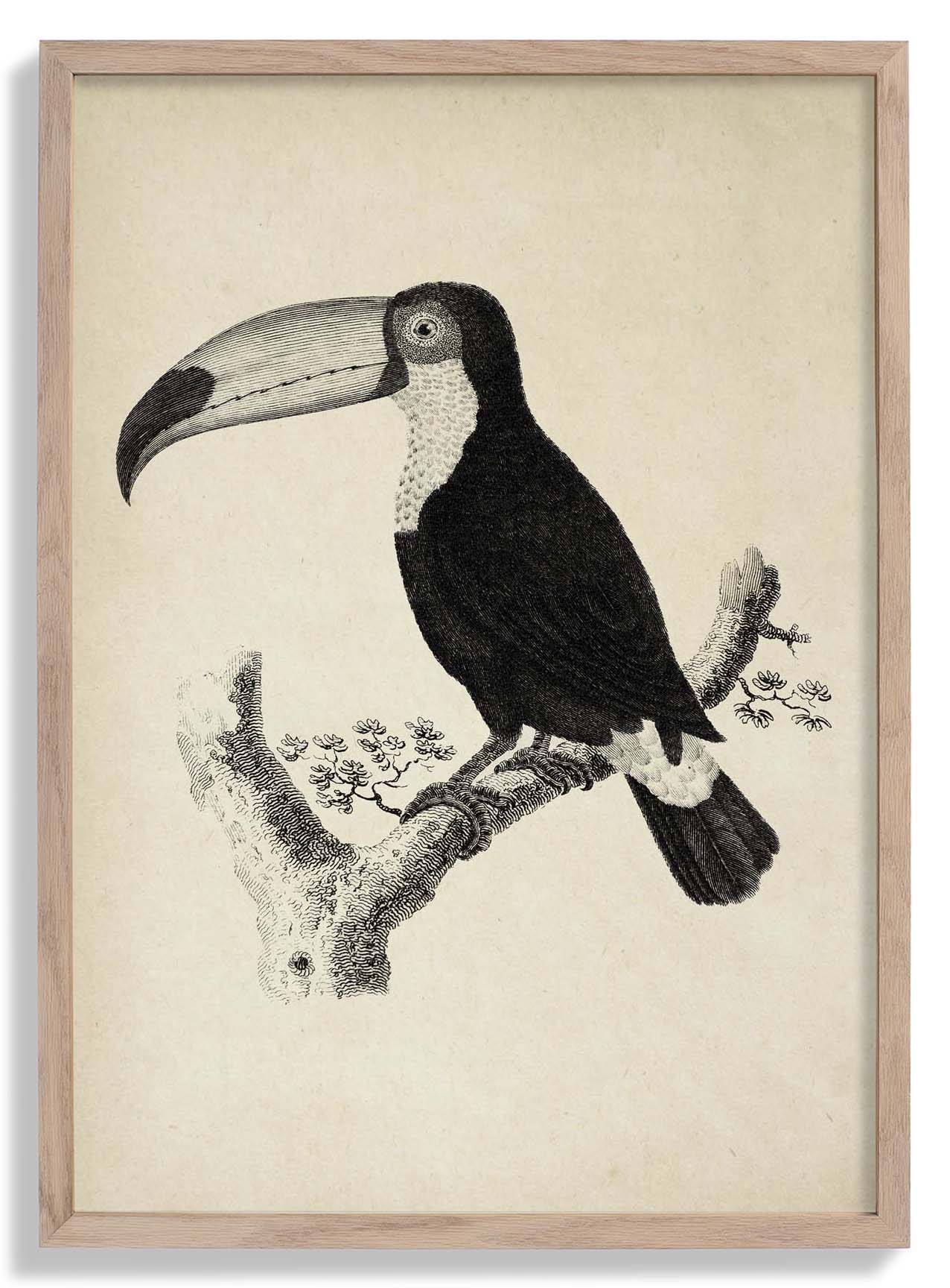Antique Toucan