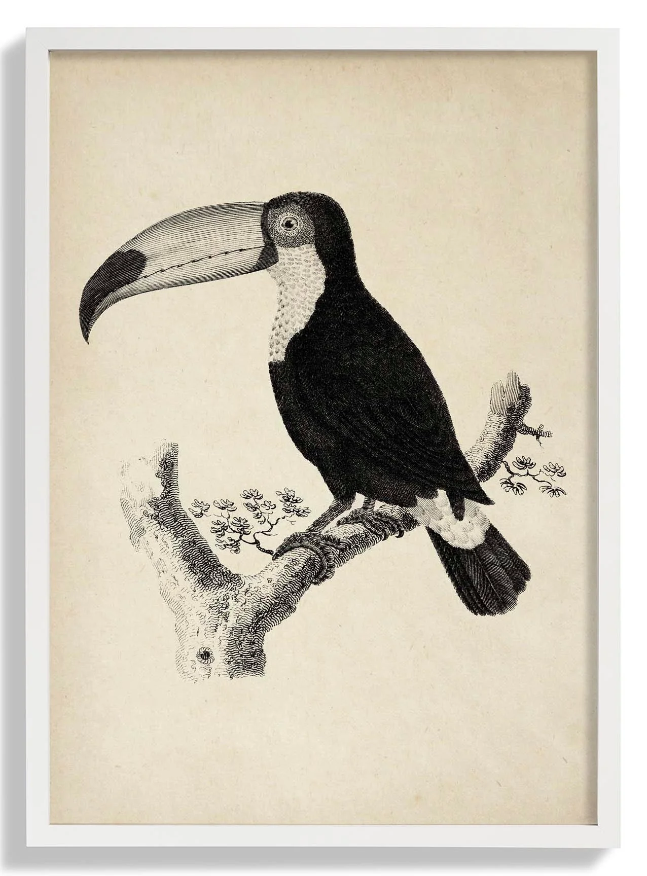 Antique Toucan - Image 5