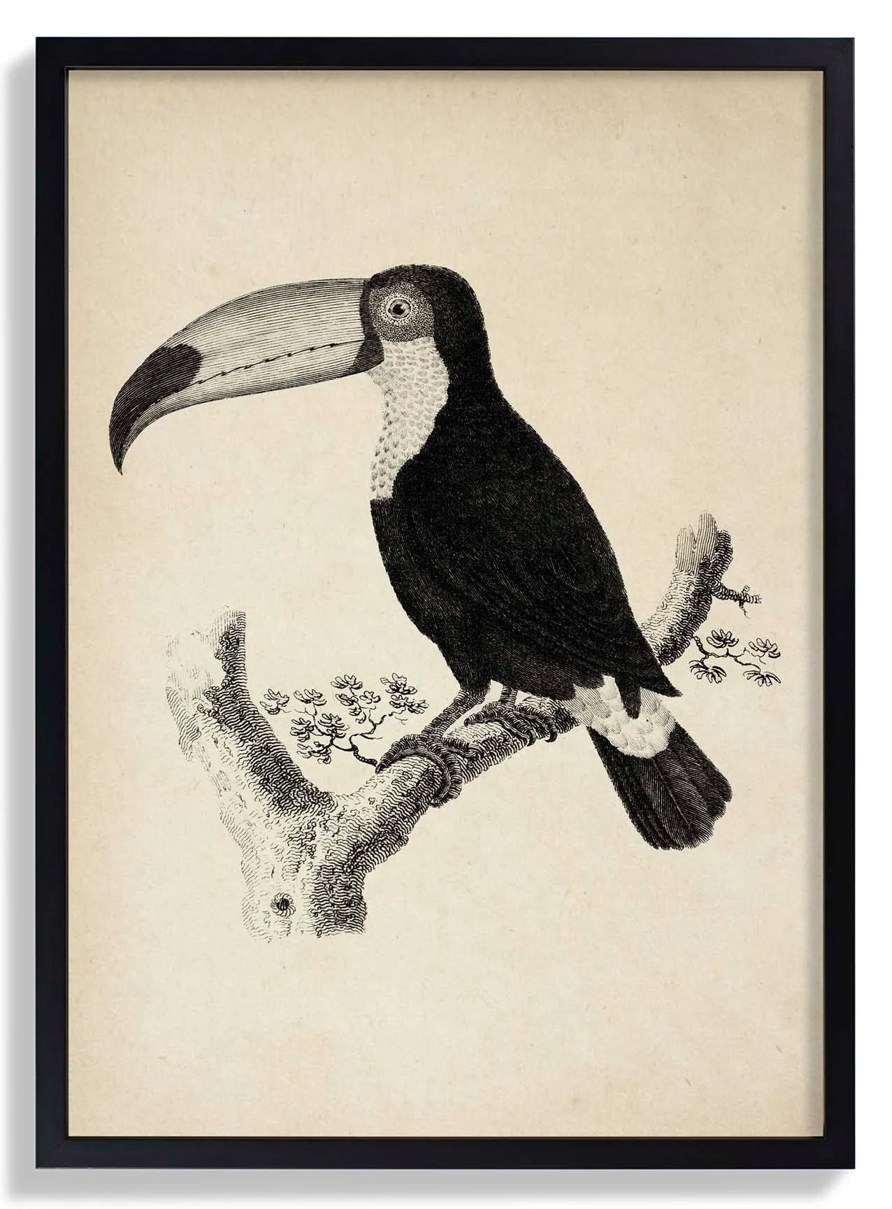 Antique Toucan - Image 6