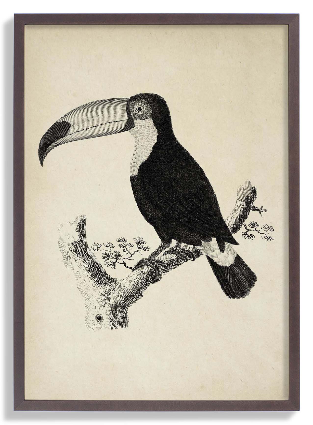 Antique Toucan - Image 7