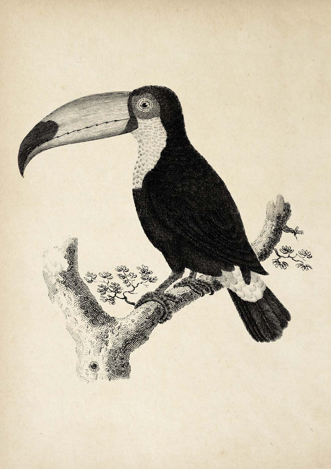 Antique Toucan - Image 8
