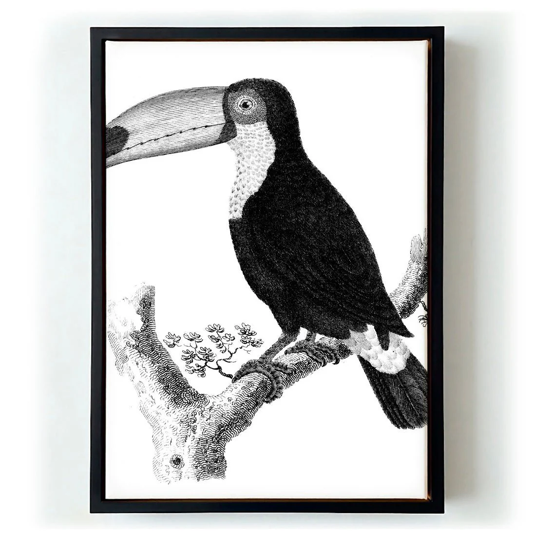 Antique Toucan - Image 5
