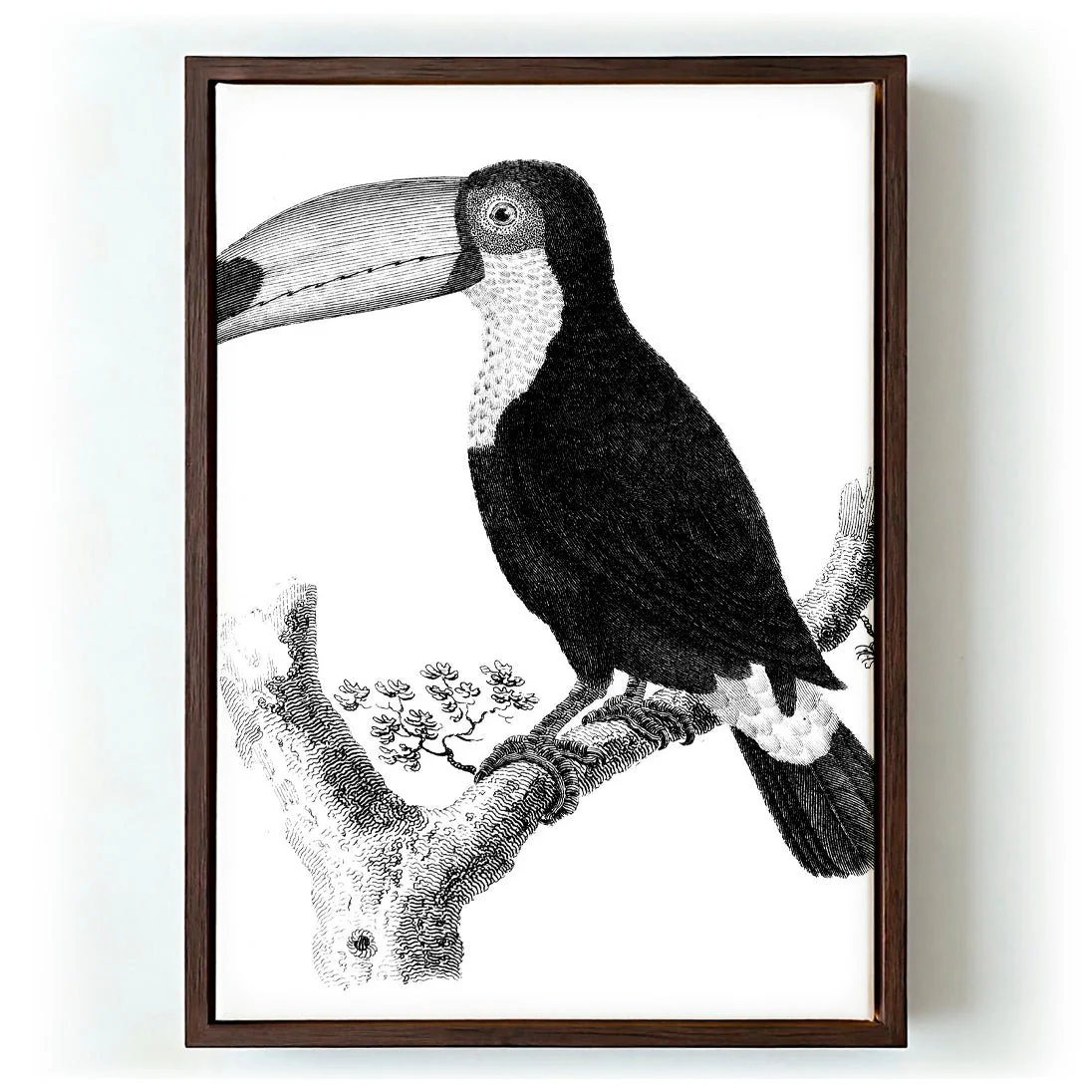 Antique Toucan - Image 6