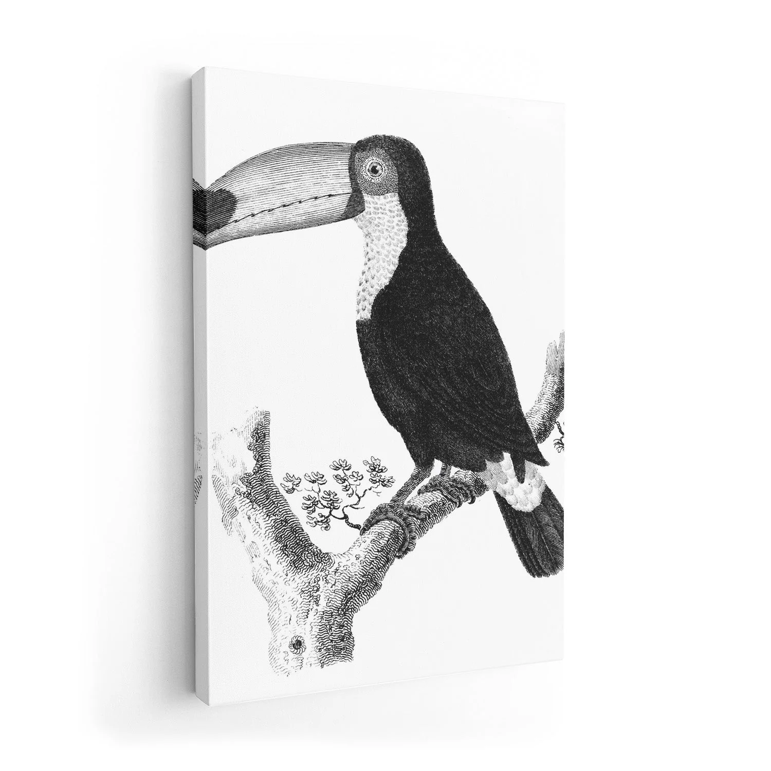 Antique Toucan - Image 7