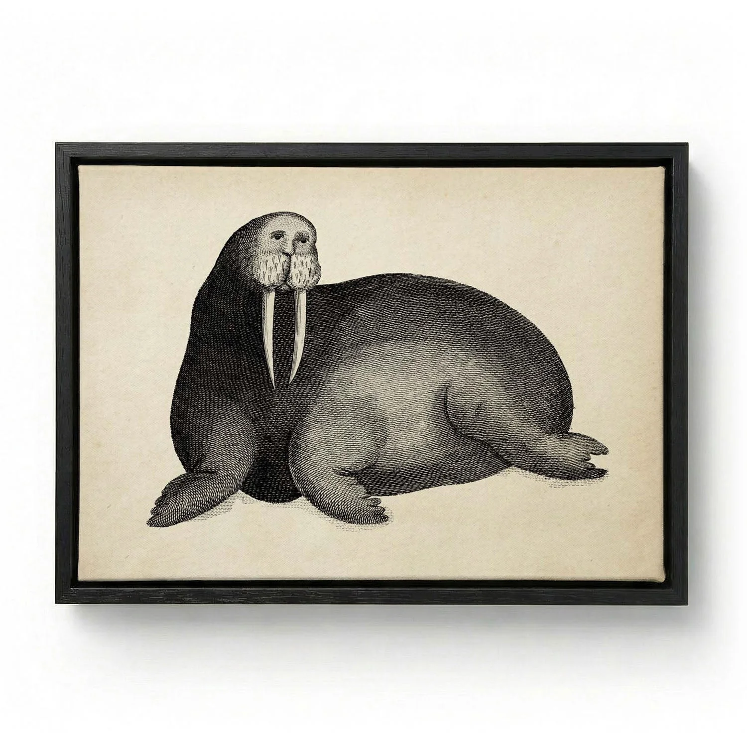 Antique Walrus - Image 5