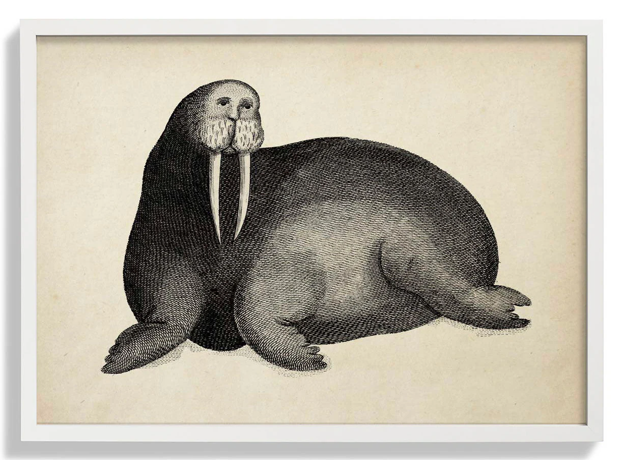 Antique Walrus - Image 3