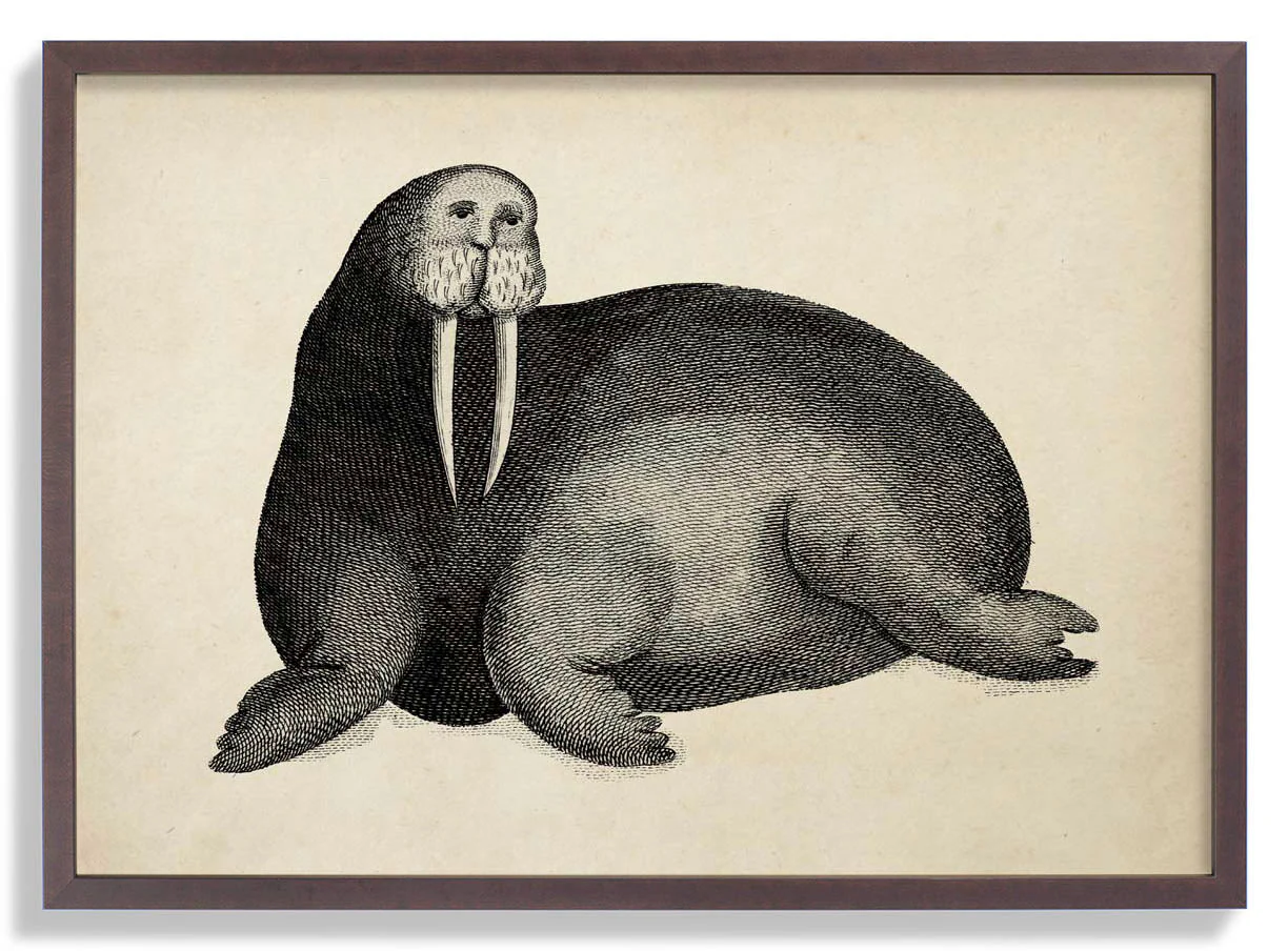 Antique Walrus - Image 5