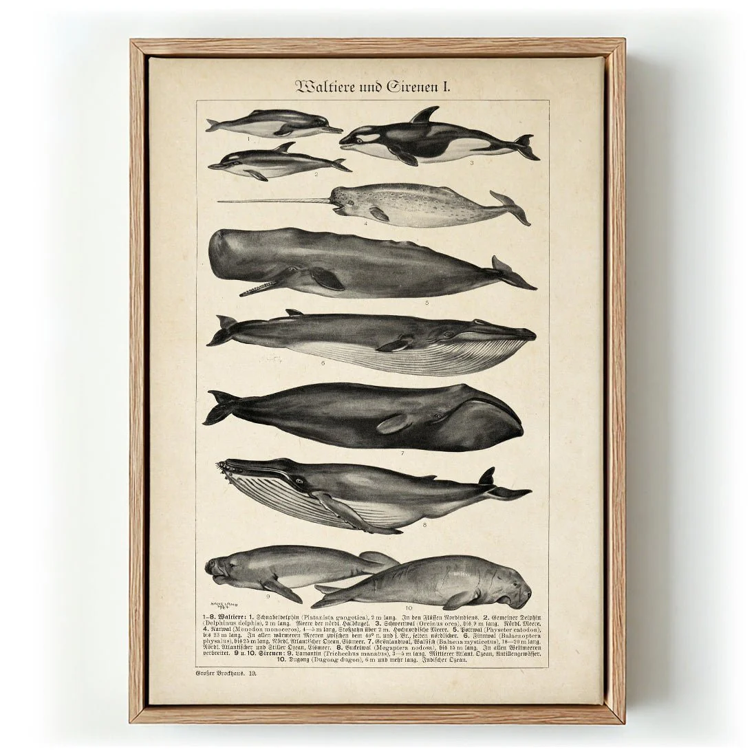 Antique Whales