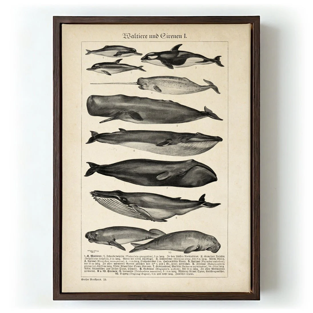 Antique Whales - Image 6
