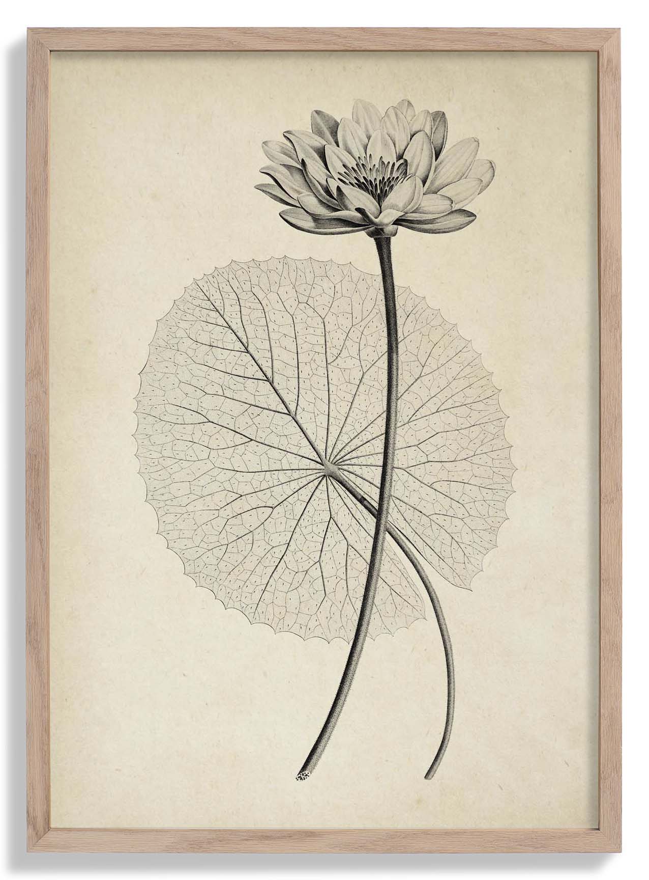 Antique White Egyptian Lotus Flower