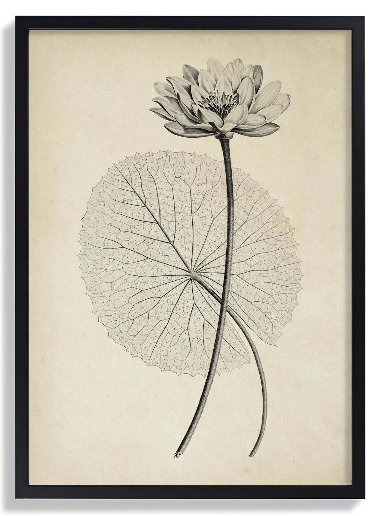 Antique White Egyptian Lotus Flower - Image 6