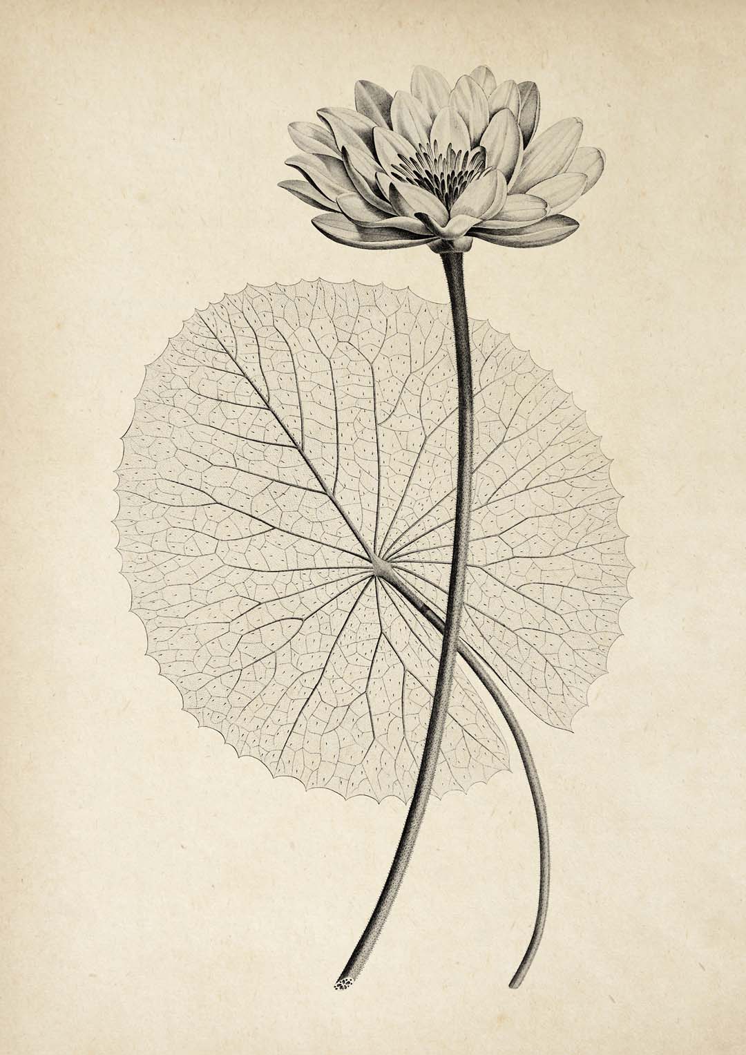 Antique White Egyptian Lotus Flower - Image 8