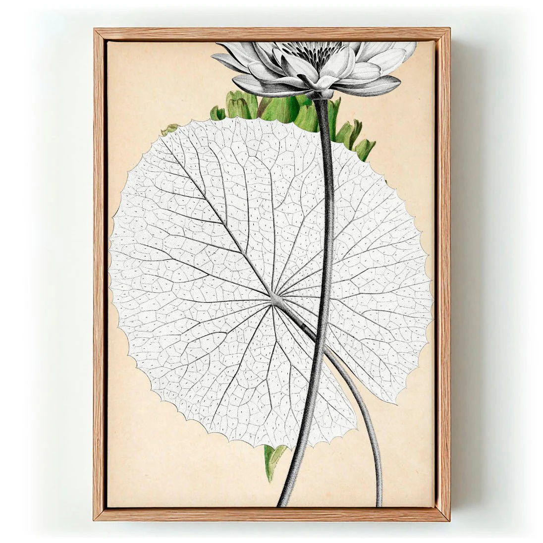 Antique White Egyptian Lotus Flower