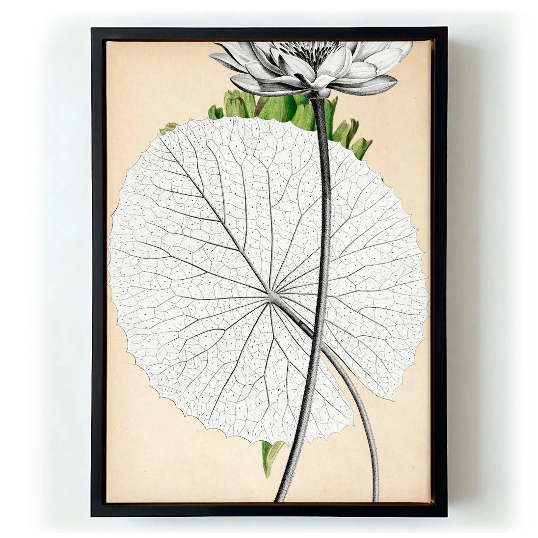 Antique White Egyptian Lotus Flower - Image 5