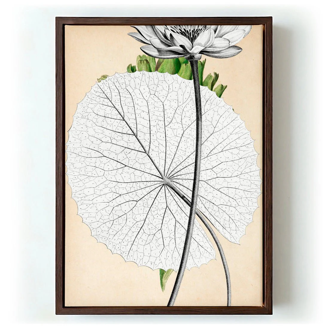 Antique White Egyptian Lotus Flower - Image 6