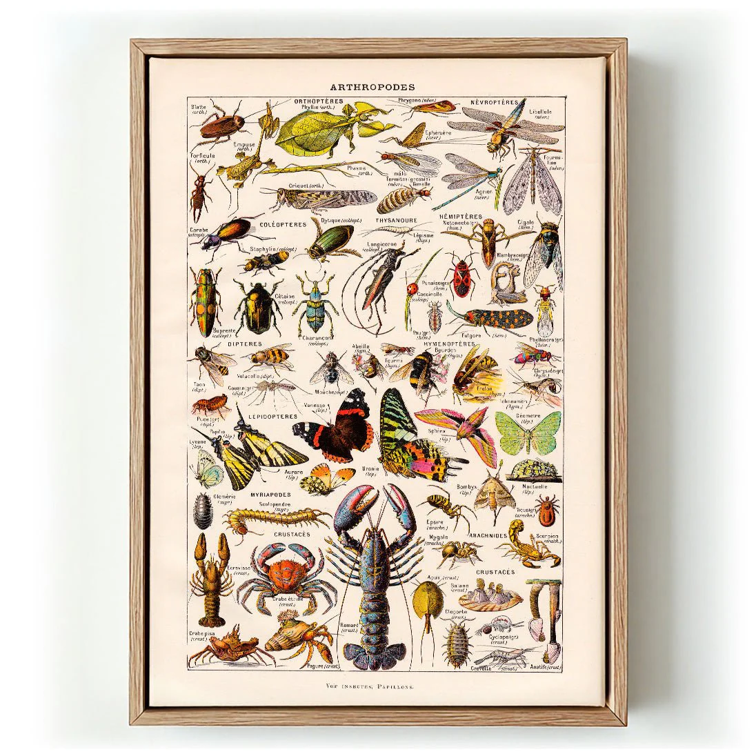 Arthropodes Larousse