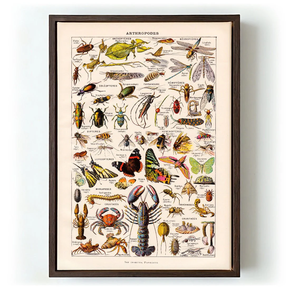 Arthropodes Larousse - Image 5