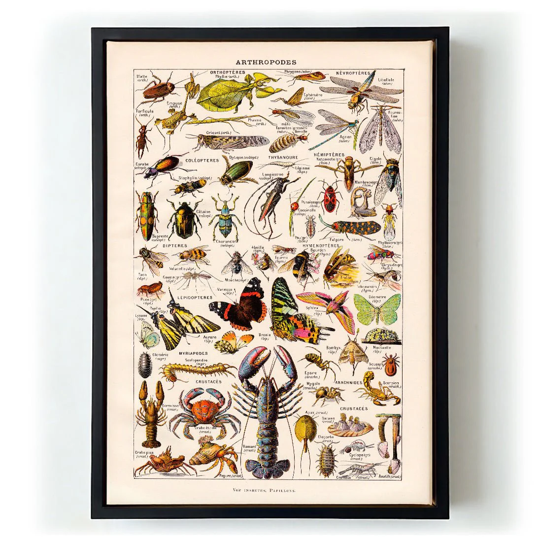 Arthropodes Larousse - Image 6