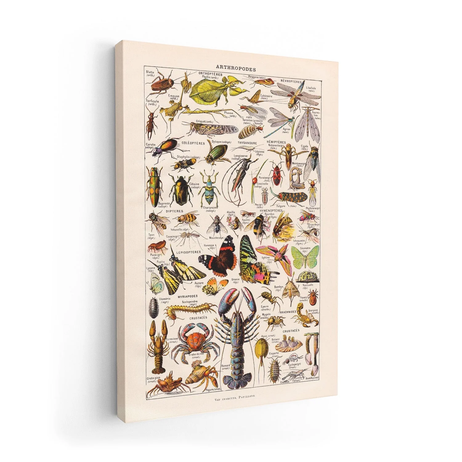 Arthropodes Larousse - Image 7