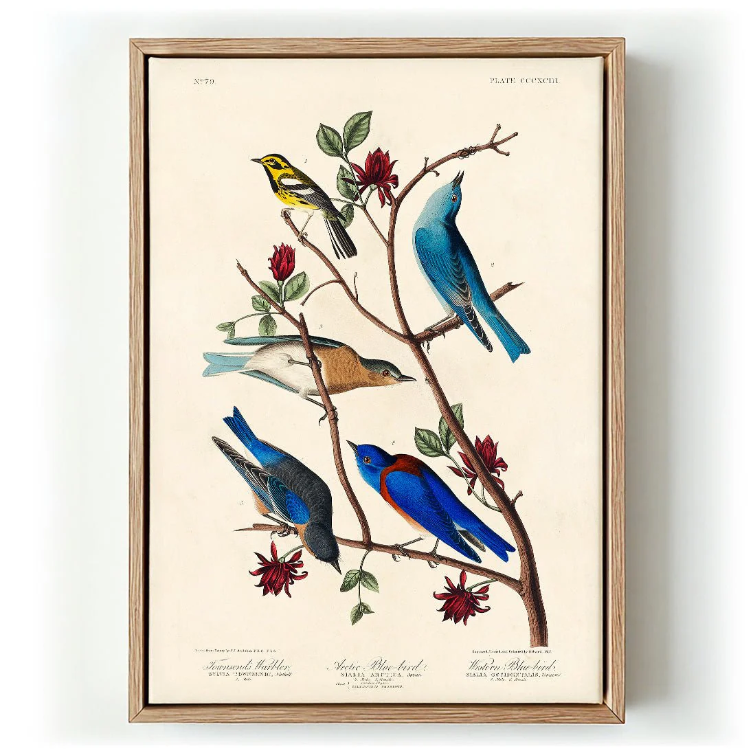 Artic and Western Blu-Bird