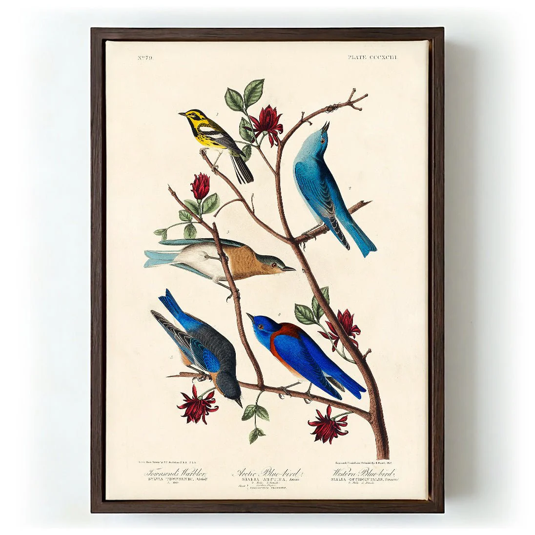 Artic and Western Blu-Bird - Image 5