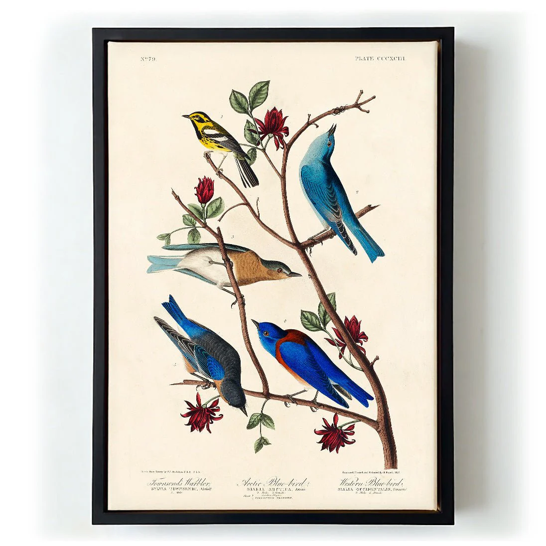 Artic and Western Blu-Bird - Image 6
