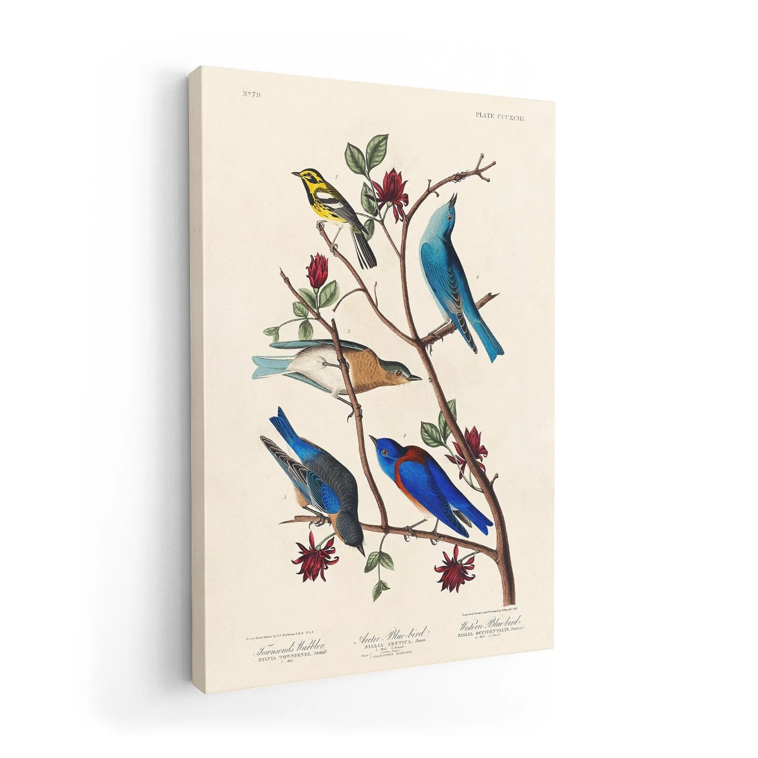 Artic and Western Blu-Bird - Image 7