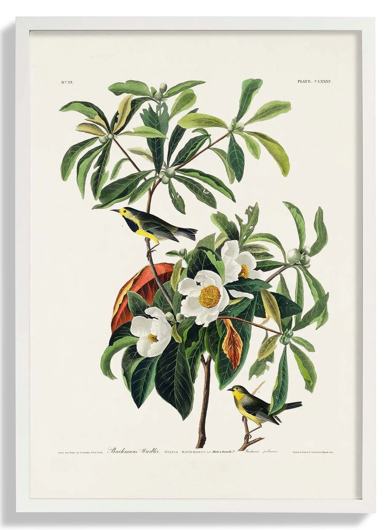 Bachman's Warbler - Image 5