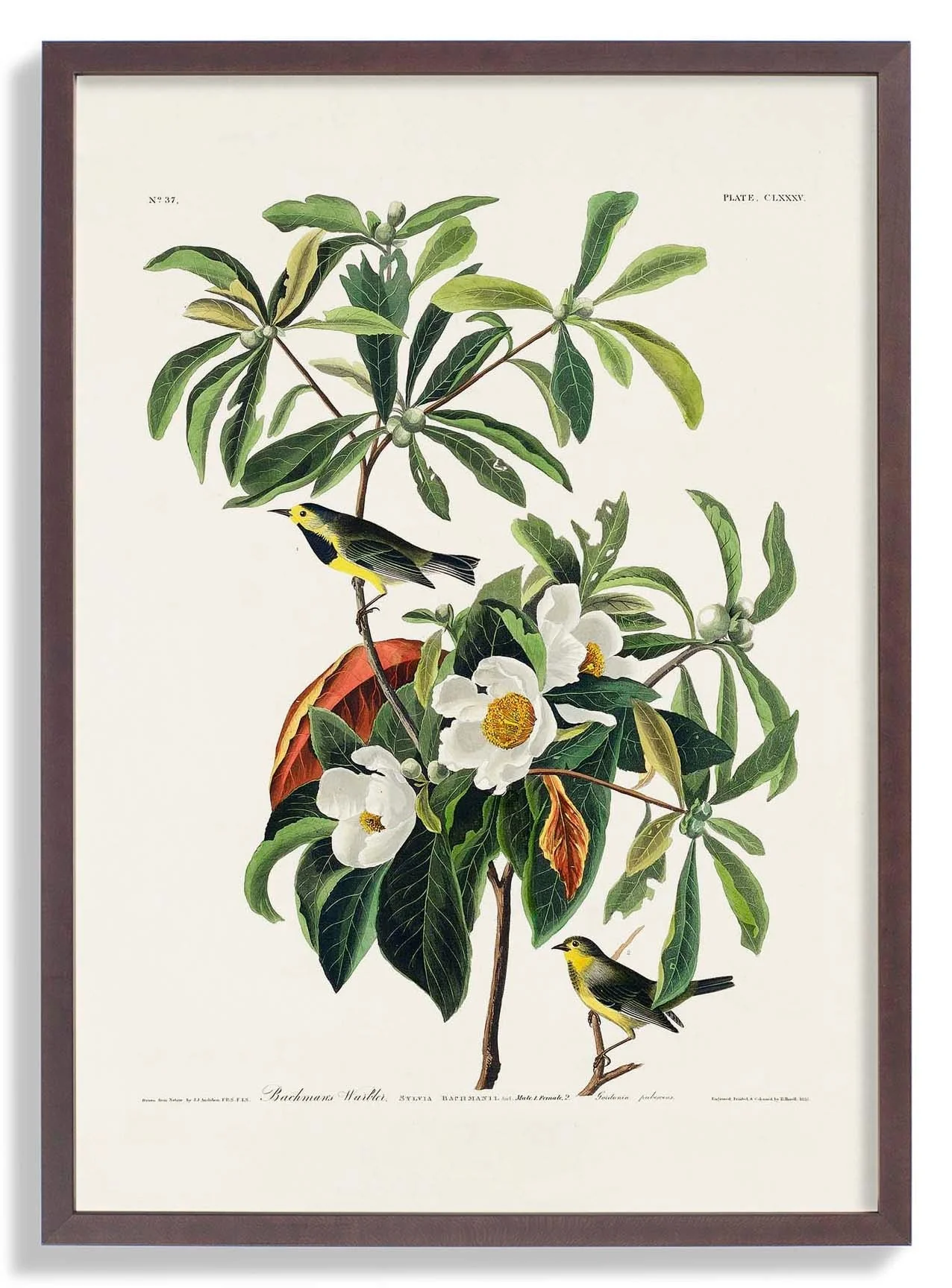 Bachman's Warbler - Image 7