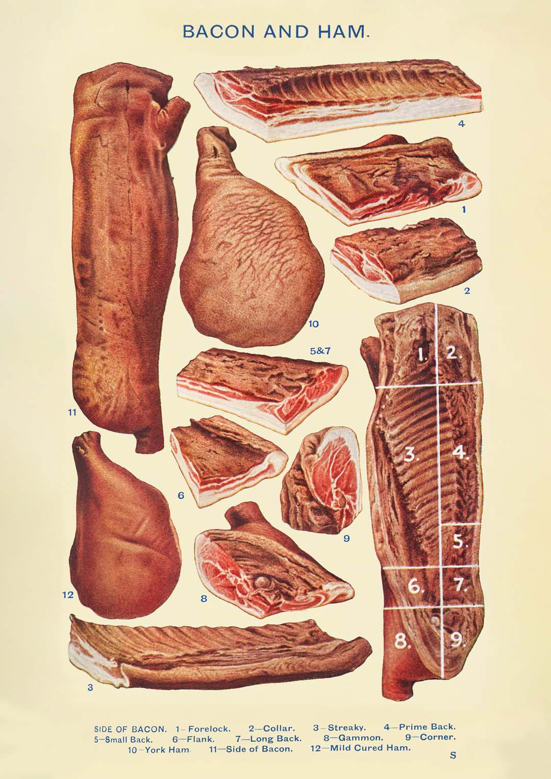 Bacon & Ham from Mrs. Beeton's Household Management - Image 8