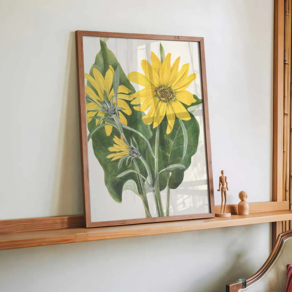 Balsamroot From North American Wildflowers (1925) By Mary Vaux Walcott by Mary Vaux Walcott - Image 2