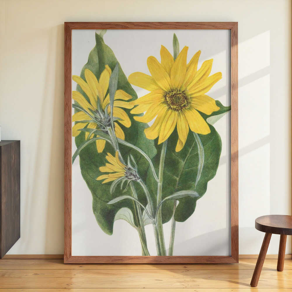 Balsamroot From North American Wildflowers (1925) By Mary Vaux Walcott by Mary Vaux Walcott - Image 3
