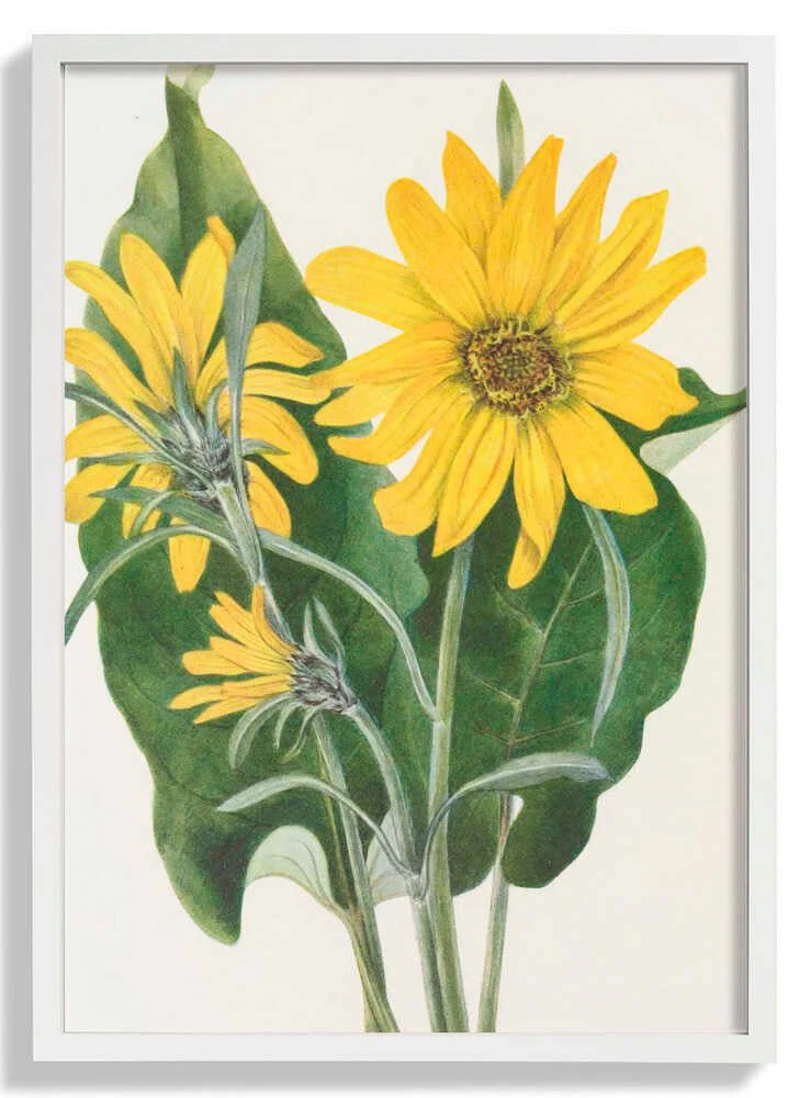 Balsamroot From North American Wildflowers (1925) By Mary Vaux Walcott by Mary Vaux Walcott - Image 5